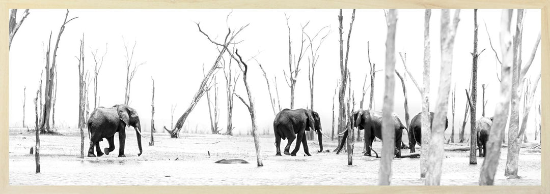 Black and white photograph of a herd of elephants marching through a petrified forest.