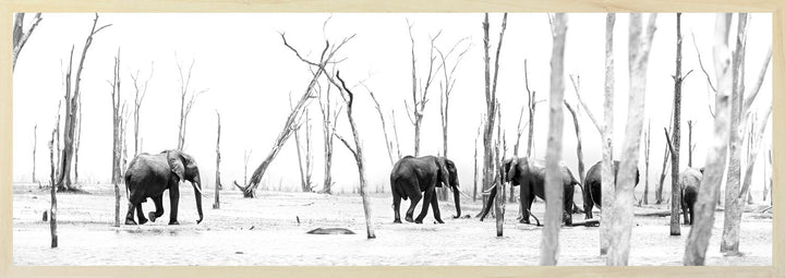 Black and white photograph of a herd of elephants marching through a petrified forest.