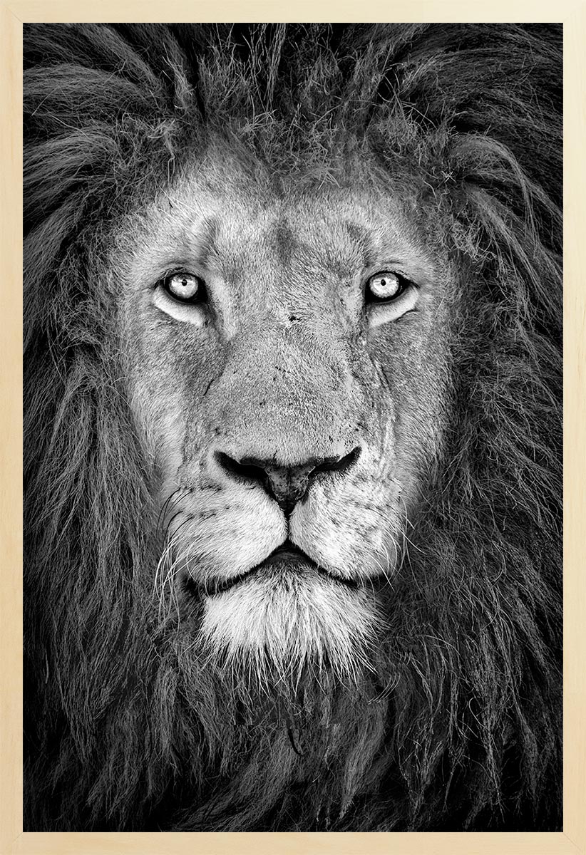 Black and white photograph of a lion's face filling the frame, showing detailed features like the mane and eyes.