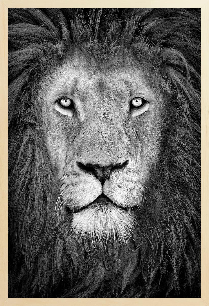 Black and white photograph of a lion's face filling the frame, showing detailed features like the mane and eyes.