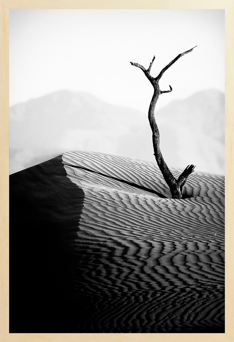 A black and white photograph featuring a dead tree standing on a sand dune with a blurred landscape in the background.