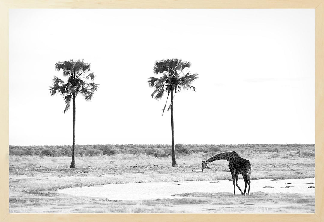 A black and white photograph featuring two palm trees and a giraffe in a dry landscape.