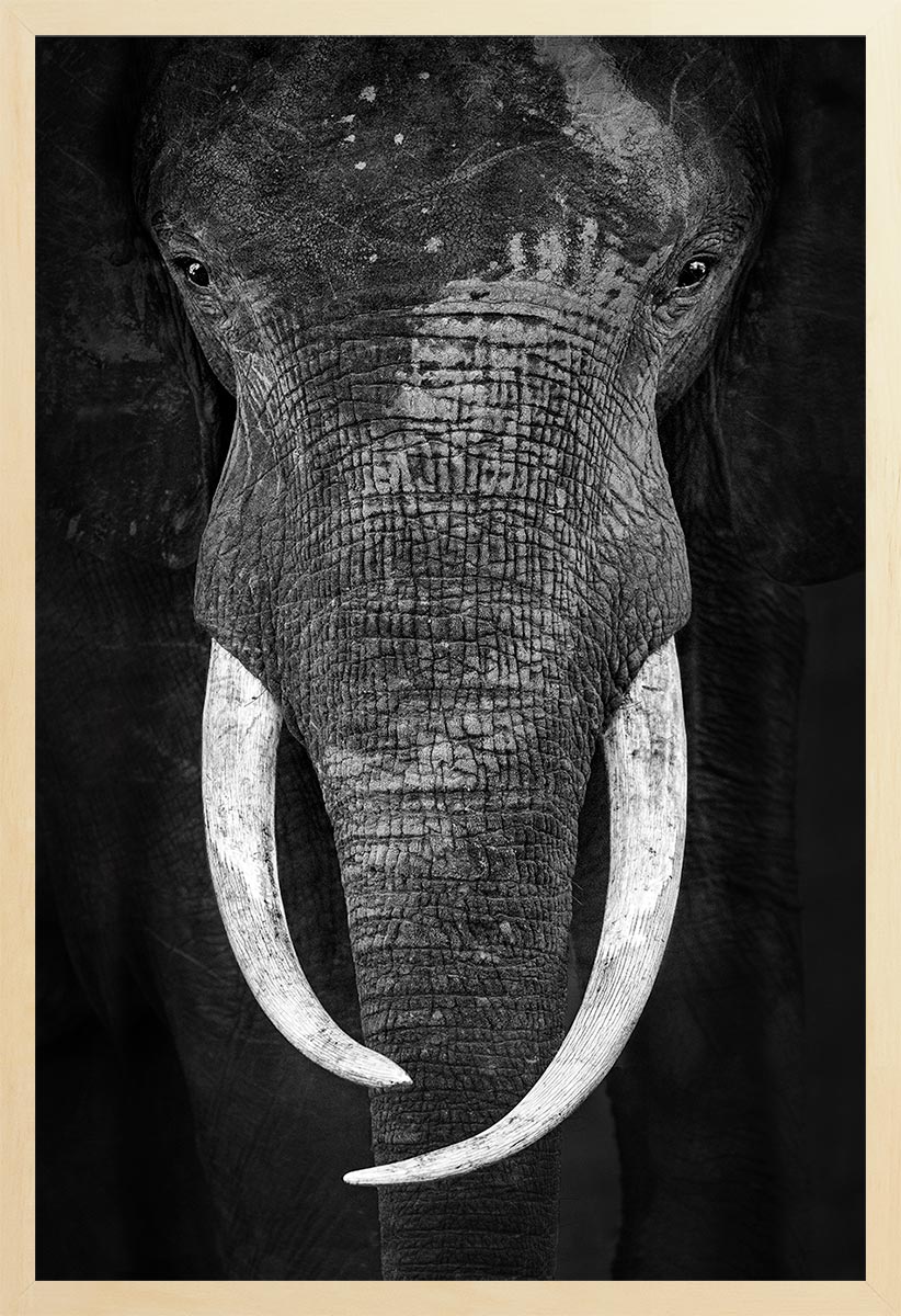 Black and white photograph of an elephant's face with inward-curving tusks, focusing on the elephant's eye and trunk.