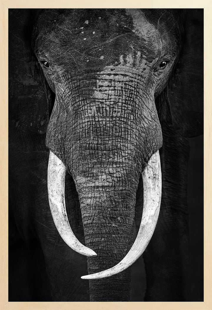 Black and white photograph of an elephant's face with inward-curving tusks, focusing on the elephant's eye and trunk.