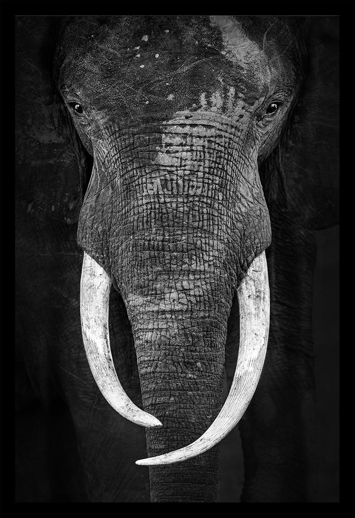 Wayne's Elephant (Special 2:3) - Limited Edition Photograph