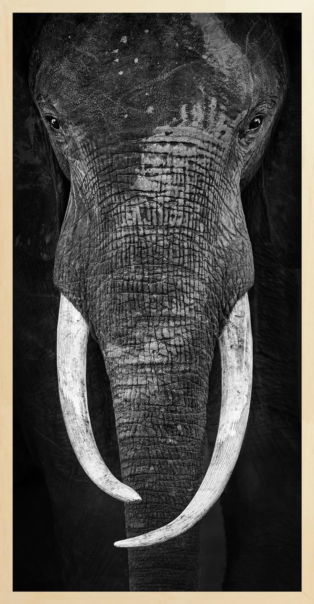 Black and white photograph of an elephant's face with inward-curving tusks, focusing on the elephant's eye and trunk.