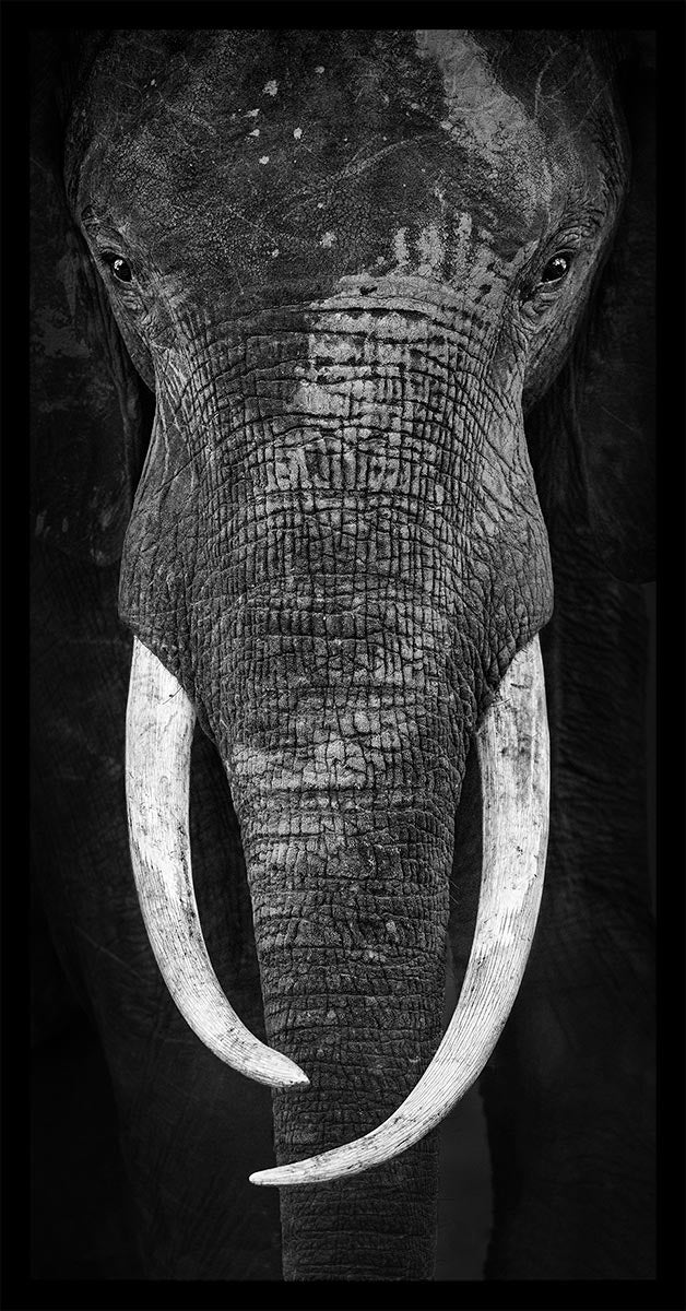 Wayne's Elephant - Limited Edition Photograph