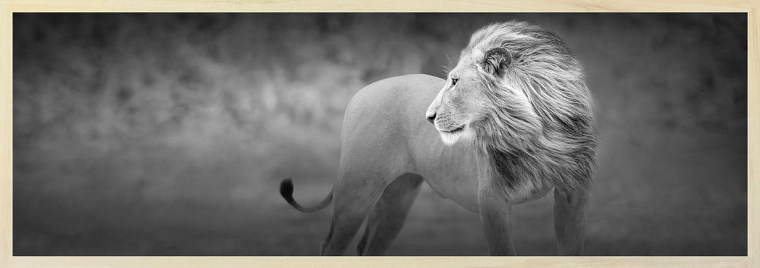 Black and white photograph of a male lion looking over his shoulder to his lioness.