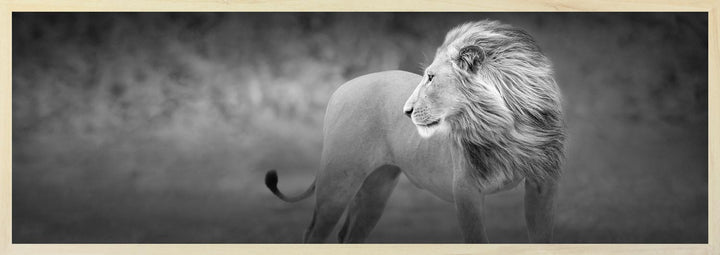 Black and white photograph of a male lion looking over his shoulder to his lioness.