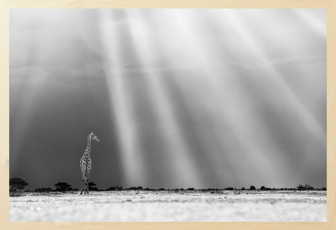 Black and white photograph of a giraffe standing in an open landscape with a dramatic sky, capturing a halo of light effect.