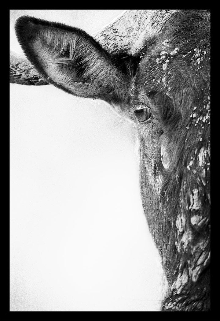 Wildebeest - Limited Edition Photograph